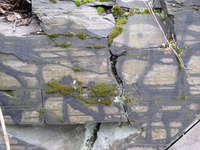 moss-and-rock.jpg