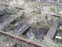 overgrown-tracks.jpg