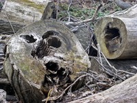 tree-trunks.jpg