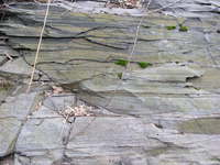 vine-and-rock.jpg